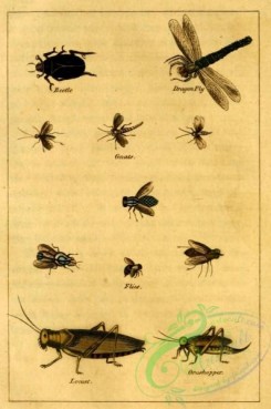 dragonflies-00068 - 001-Beetle, Dragonfly, Gnats, Flies, Locust, Grasshopper