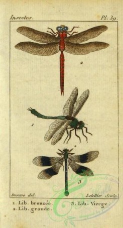 dragonflies-00076 - 004-libellula