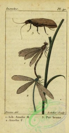dragonflies-00077 - 005-libellula, perla
