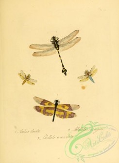 dragonflies-00085 - 028-aeshna, libellula