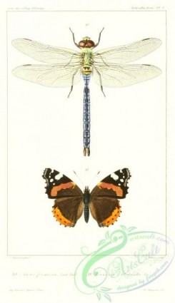 dragonflies-00095 - 003-anax, vanessa