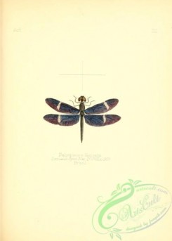 dragonflies-00100 - 021-palpopleura