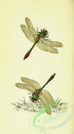 dragonflies-00114 - 007-libellula