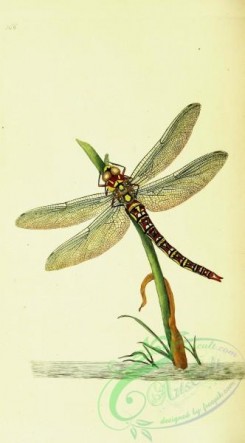 dragonflies-00118 - 011-libellula