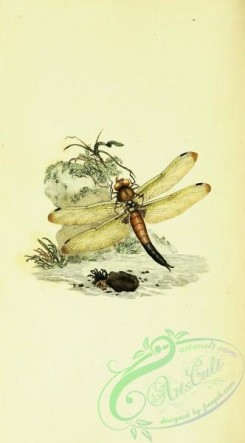 dragonflies-00122 - 015-libellula
