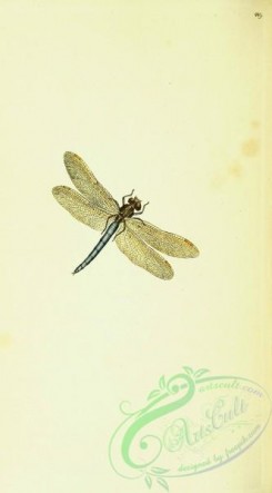 dragonflies-00123 - 016-libellula