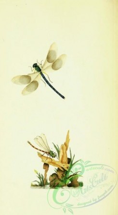dragonflies-00124 - 017-libellula