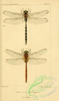 dragonflies-00135 - 041-aeshna