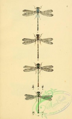 dragonflies-00137 - 010-platyscnemis, lestes