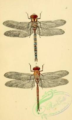 dragonflies-00140 - 015-aeshna