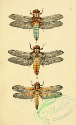 dragonflies-00145 - 020-libellula