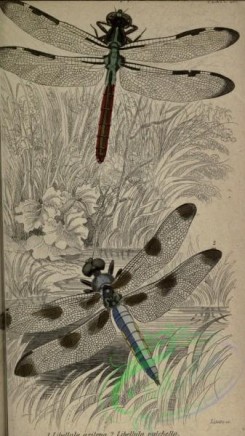 dragonflies-00150 - libellula, 2