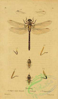 dragonflies-00154 - 067-petalura