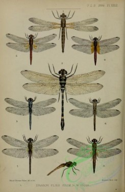 dragonflies-00155 - micromerus, macromia, trithemis, orthetrum, sympetrum, crocothemis