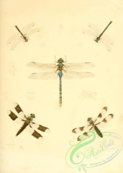 dragonflies-00158 - 015-libellula, aeshna