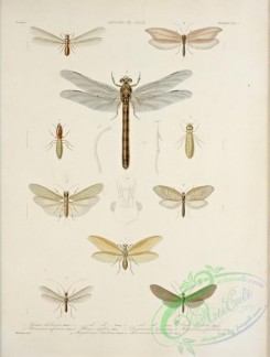 dragonflies-00160 - 231-termes, nemoura, phenes, drepanicus, megalomus, macronema, perla