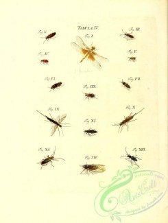 dragonflies-00165 - 004-libellula, leptura, crioceris, elater, cicindela, urocerus, staphylinus, tetigonia