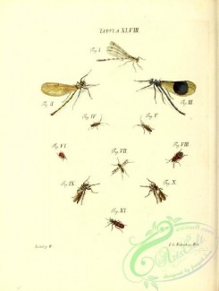 dragonflies-00170 - 048-libellula, leptura, coccinella, tipula, cimex, asilus, clerus