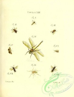 dragonflies-00175 - 013-musca, apis, volucella, libellula, phalaena, tenthredo, vespa