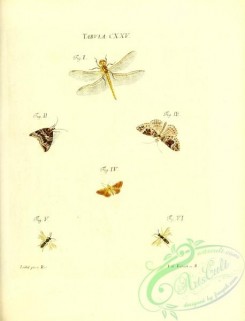 dragonflies-00180 - 025-libellula, phalaena, tenthredo