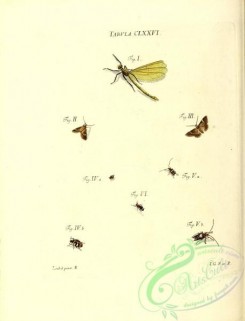 dragonflies-00185 - 076-libellula, phalaena, anthrenus, cerambyx, ichneumon