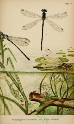 dragonflies-00192 - chromagrion, argia