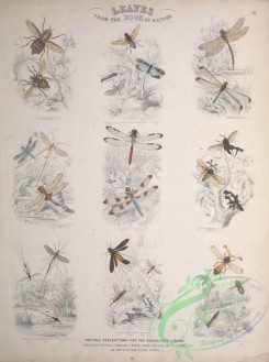 dragonflies-00197 - asilus, phryganea, acanthomera, cimbex, athalia, aeshna, libellula, centrotus, pimpla, stephanus, pelecinus, sirex, tremex, joppa, ctenophora, tabanus