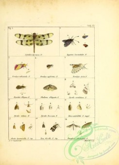 dragonflies-00198 - 202-libellula, zygaena, bomybx, pyralis, phalaena, hepialus, pyralis, tinea, alucita, tinea, pterophorus