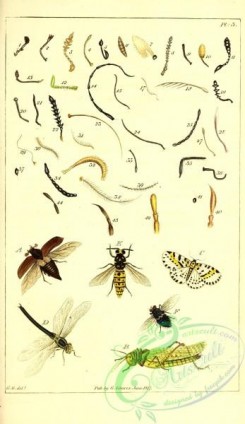 dragonflies-00199 - 228-Coleoptera, Hemoptera, Lepideptera, Wasp, Dragonfly, Grasshopper, Butterfly