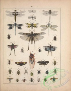 dragonflies-00201 - 187-Dragonfly, Grasshopper