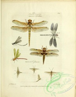 dragonflies-00202 - 199-libellulae, ephemerae