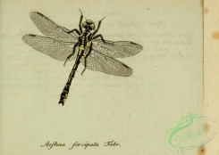 dragonflies-00204 - aeshna, 237