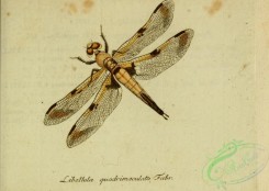 dragonflies-00205 - libellula, 235