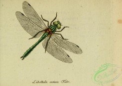 dragonflies-00206 - libellula, 236