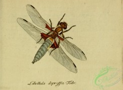dragonflies-00207 - libellula, 262