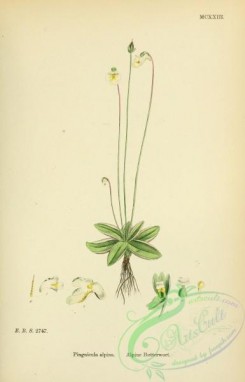 english_botany-00001 - Alpine Butterwort, pinguicula alpina