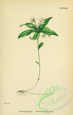 english_botany-00022 - Chickweed Winter-green, trientalis europaea