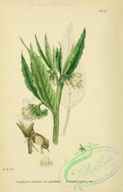 english_botany-00033 - Common Comfrey, symphytum officinale genuinum