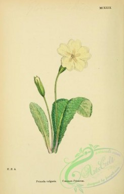 english_botany-00046 - Common Primrose, primula vulgaris