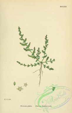 english_botany-00073 - Glabrous Rupture-wort, herniaria glabra