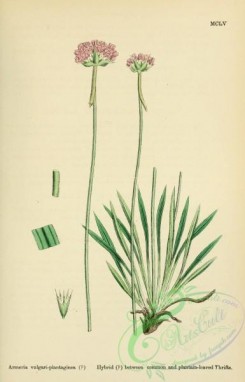 english_botany-00086 - Hybrid between Common and Plantain-leaved Thrifts, armeria vulgari-plantaginea