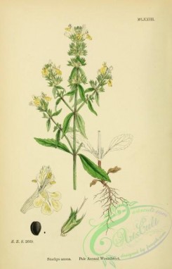 english_botany-00114 - Pale Annual Woundwort, stachys annua