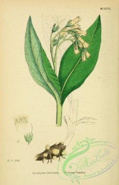 english_botany-00141 - Tuberous Comfrey, symphytum tuberosum