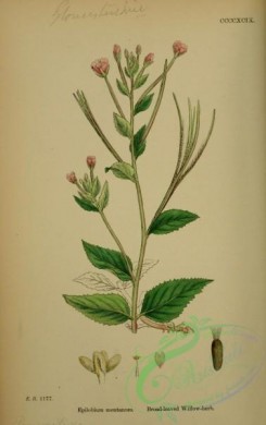 english_botany-00173 - Broad-leaved Willow-herb, epilobium montanum