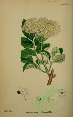 english_botany-00186 - Common Elder, sambucus nigra