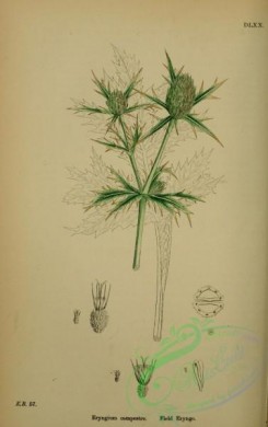 english_botany-00219 - Field Eryngo, eryngium campestre