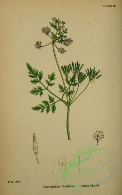 english_botany-00227 - Garden Chervil, chaerophyllum cerefolium