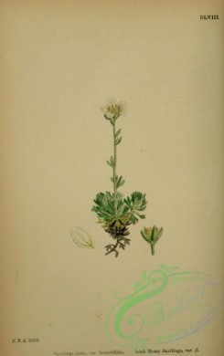 english_botany-00254 - Irish Mossy Saxifrage, saxifraga hirta incurvifolia