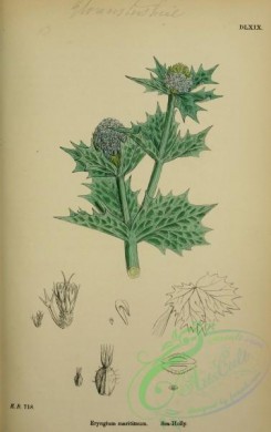 english_botany-00305 - Sea-Holly, eryngium maritimum