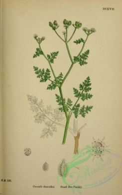 english_botany-00310 - Small Bur-Parsley, caucalis daucoides